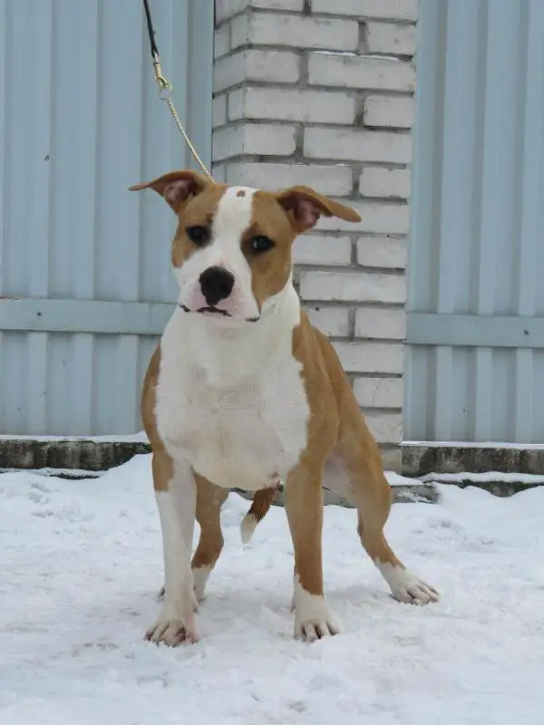 Severnaya Zhemchuzhina Angel