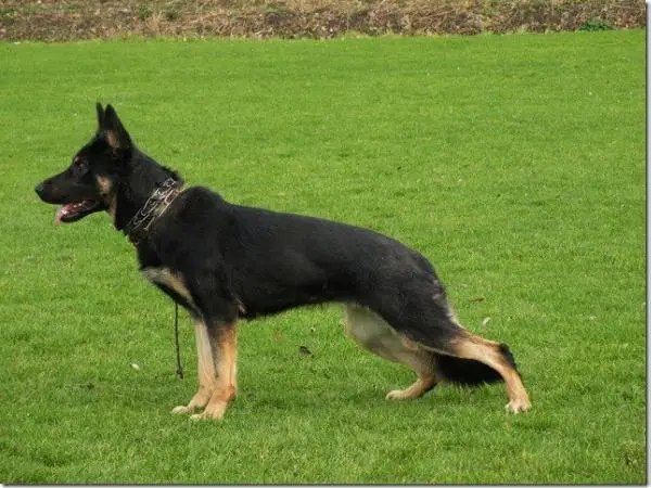 G Nicky vom Haus Valkenplatz