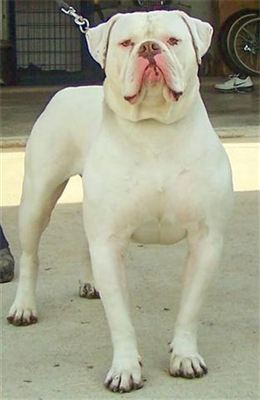 VAB II's Mr.Bigg PE#1