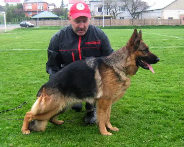 AMBRA vom Arapol