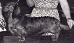 AM. CH Bayard Tienne