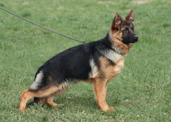 Otty della Valle dei Rovi