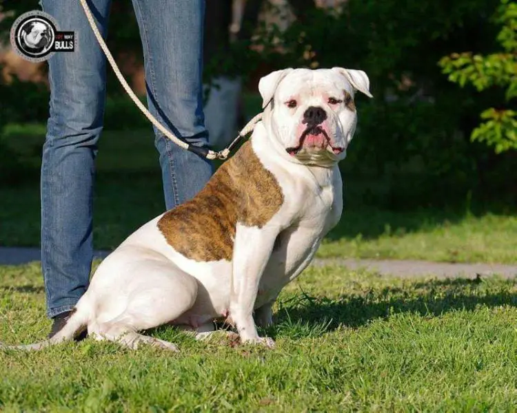 Ostwaybulls Gill Tiger Lily