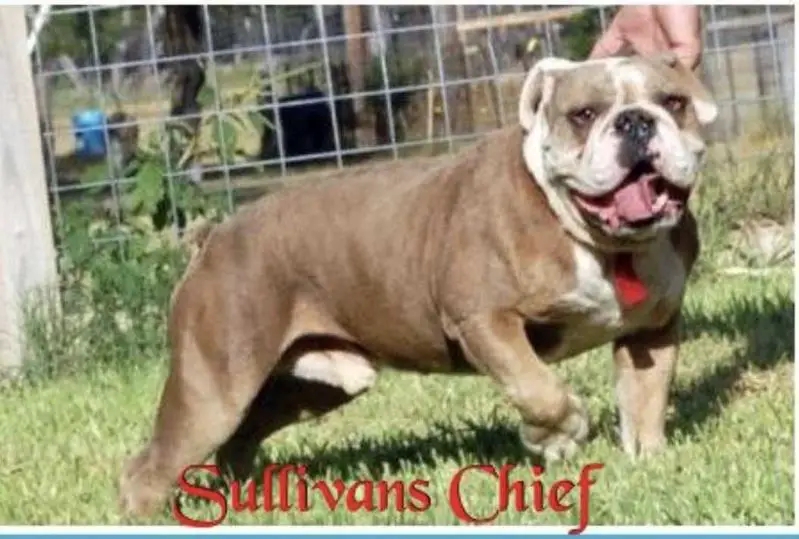 Sullivan's Chief Senquis
