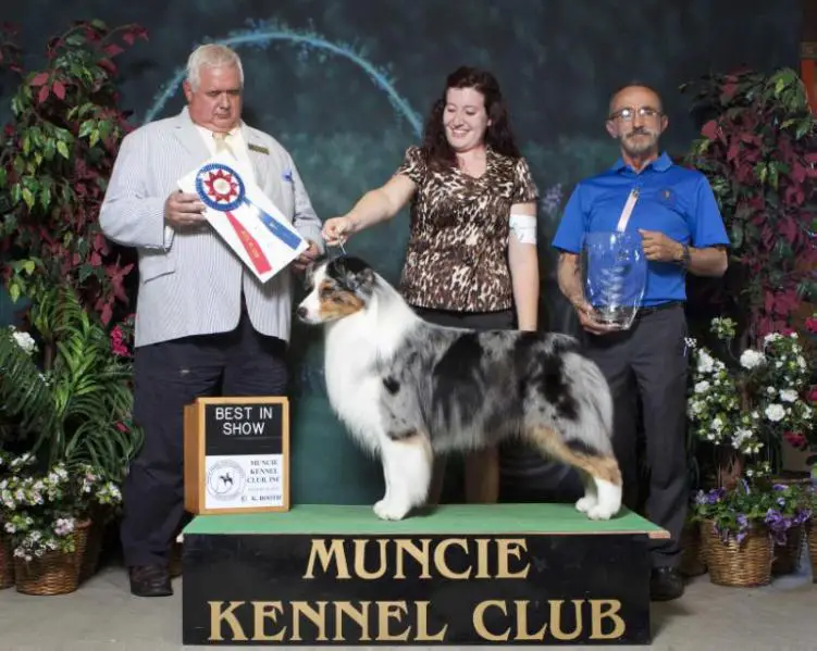 AKC BIS RBIS BISS GCH / ASCA / UKC CH Bayshore Stonehavens Goldmine