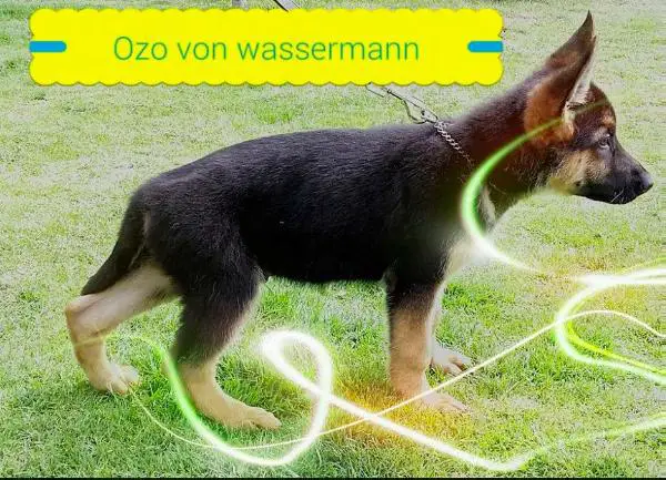 Ozo Von Wassermann