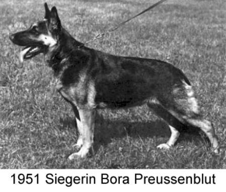 VA1 Bora Preußenblut