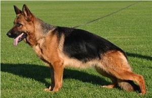 V Yessica Von Modithor