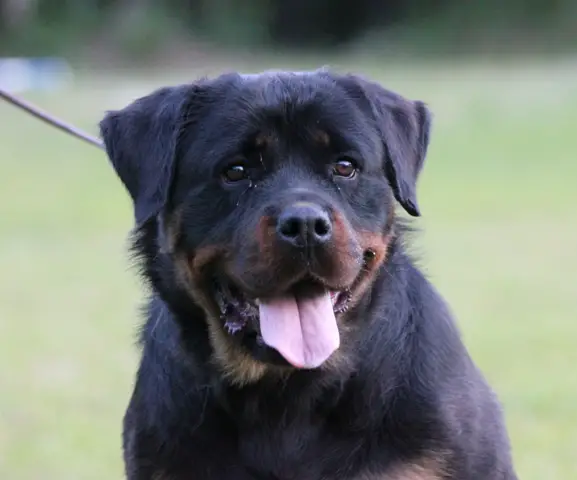 Darkstarr’s Black Dahila Mia