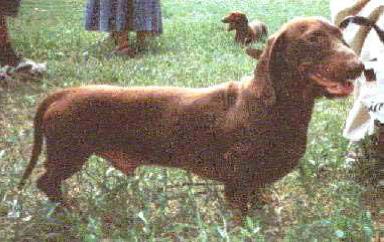 Paulus probus canis amicus curiae