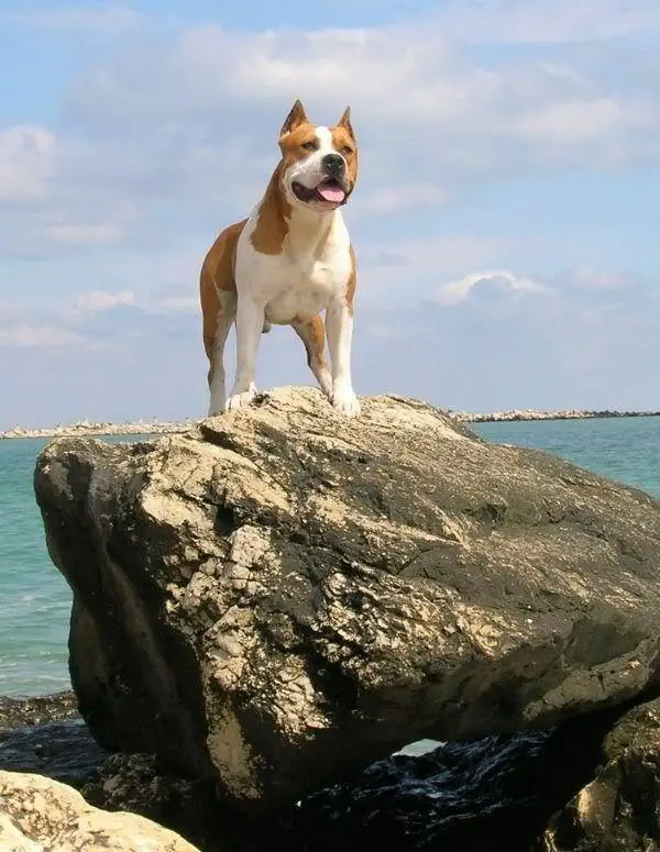 EUR.C&E CH Thunder Rock's English Empire