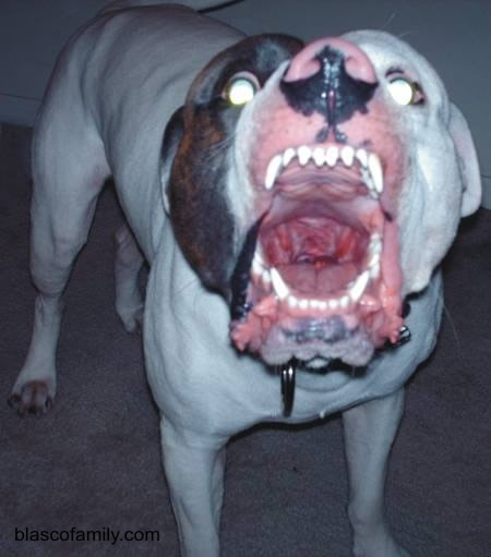 Judah Von Duke of Dover
