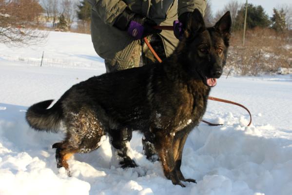 Zelda Laska Von Schone Stadt