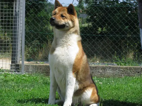 SRB CH Gana Karl Karl Akitas