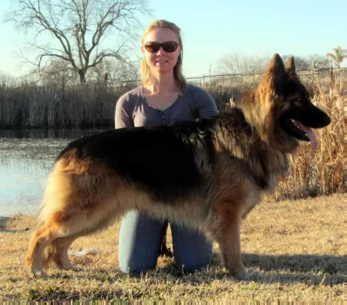 Angelic's Elvis Vom Sprague