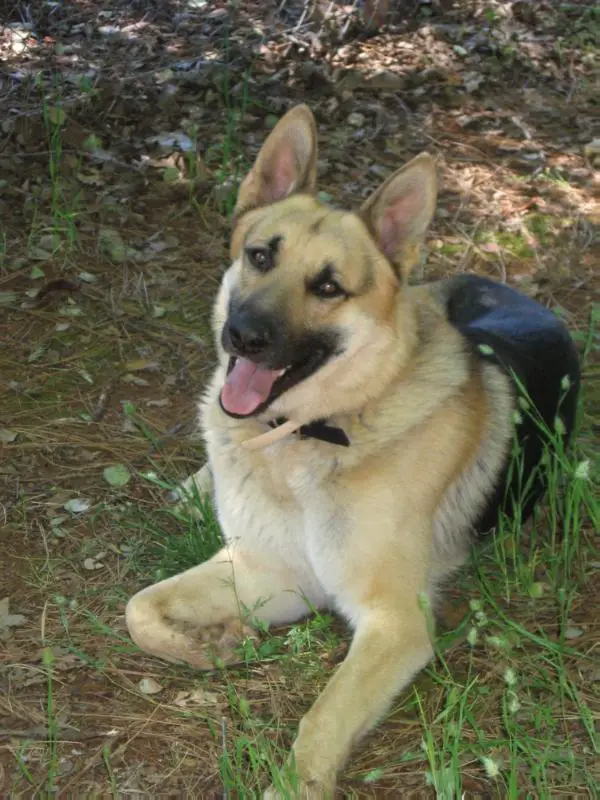 ILS Starr's Spike Von Sprague