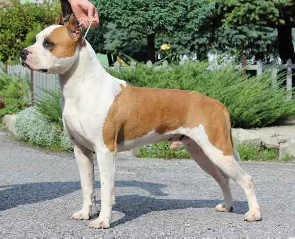 3X CAC Laki´s Pride Balthazar aka "Bali"