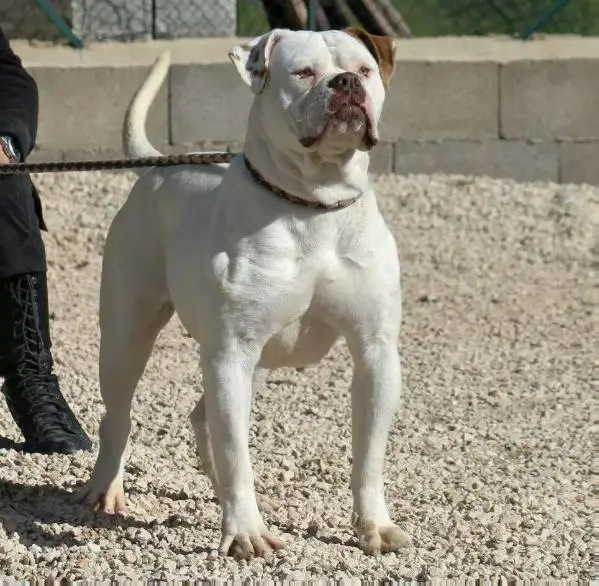 VIOLA of Massimo