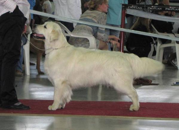 CH Bungee Jumping of The Famous Family