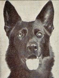 FIRST WAR SAR DOG UK Jet of Iada