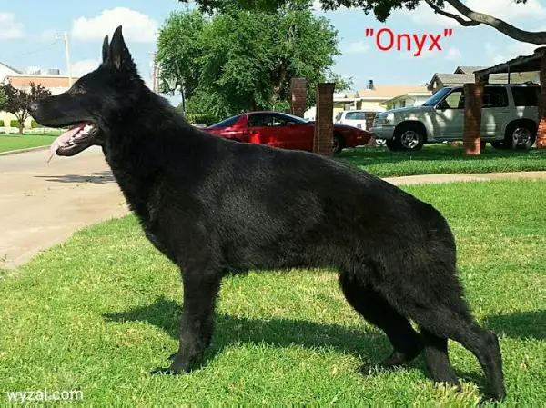 Onyx vom wanerhaus