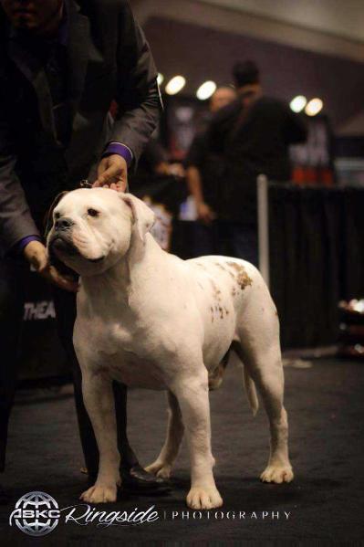 ABKC NW CH,CH CGC Blascos red solo cup