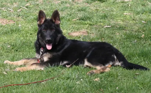 Princess Arrabella Vom Myers