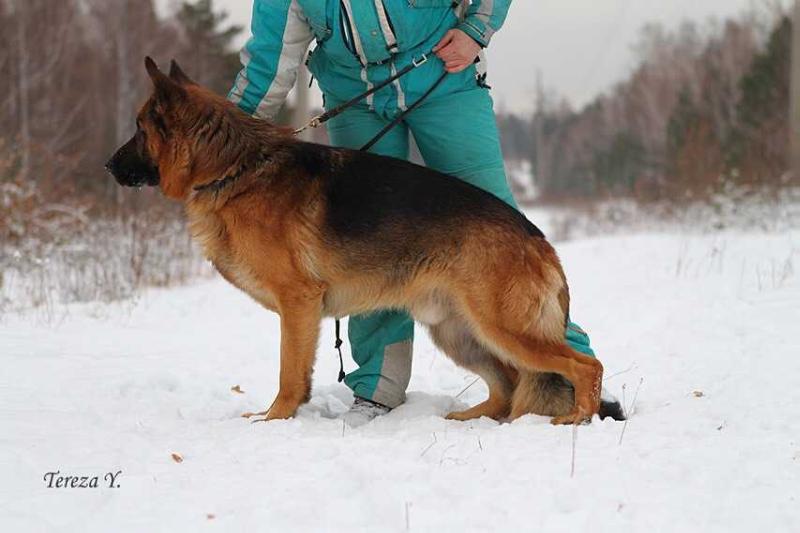 T-Rex vom Frankengold