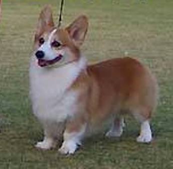 AUST GRAND CH Dygae Di Caprio