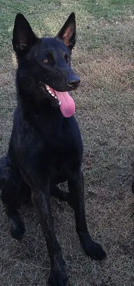 Gambit von der Herdergang