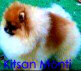 Kitsan Montana at Riviera Poms