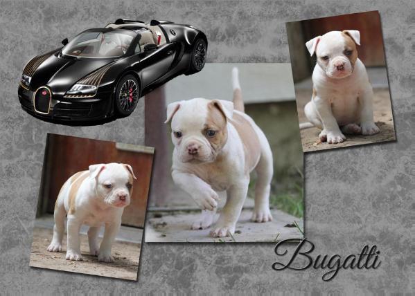 CloverBull's Bugatti of SimplyIncred-A-Bull