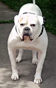 Henry's Bad Bella