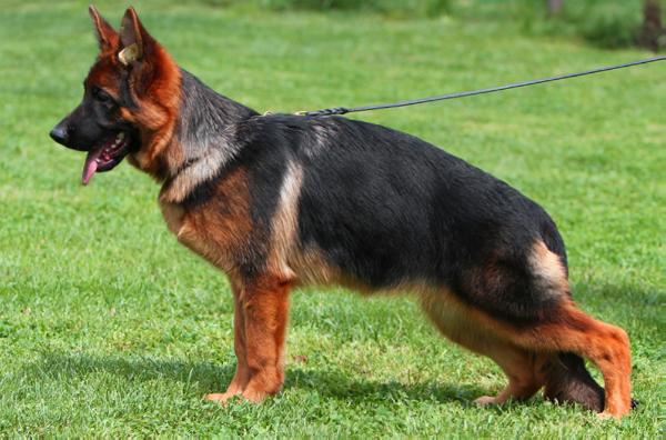 SG Ussy della Valcuvia