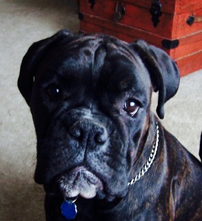 Biancales Back 'N' Black