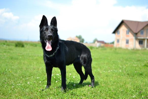 Bora (vom Old Guard)