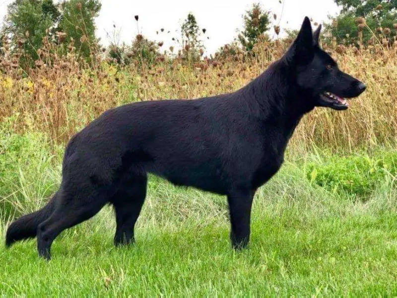 Sheena Von Sentinelharts