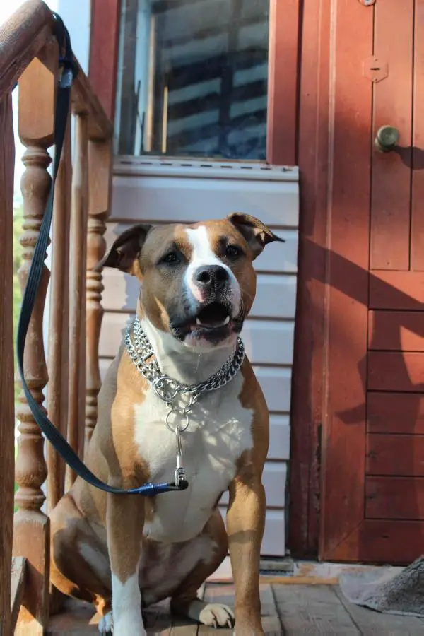 Severnaya Zhemchuzhina Yelsi