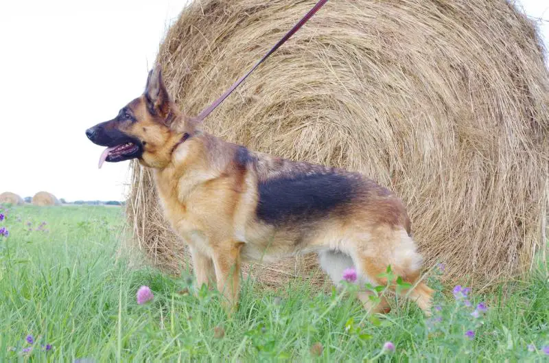 Adalheits Rana VonRief