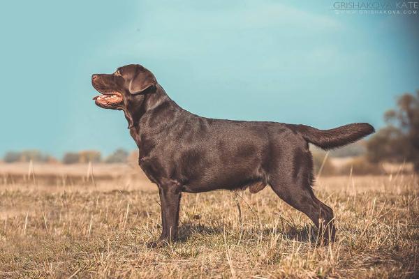 CH RUS, RKF Labry Berry Tsentre Inter Page