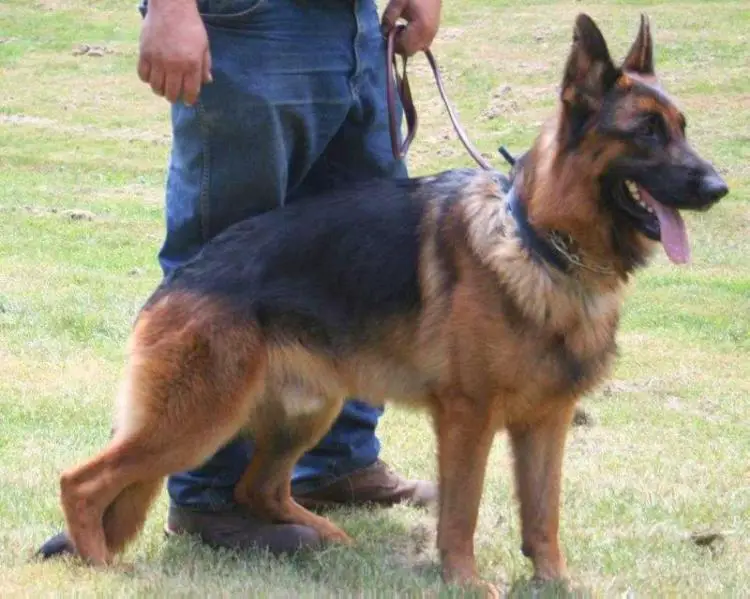 SG1 Tudor von der Bastillie