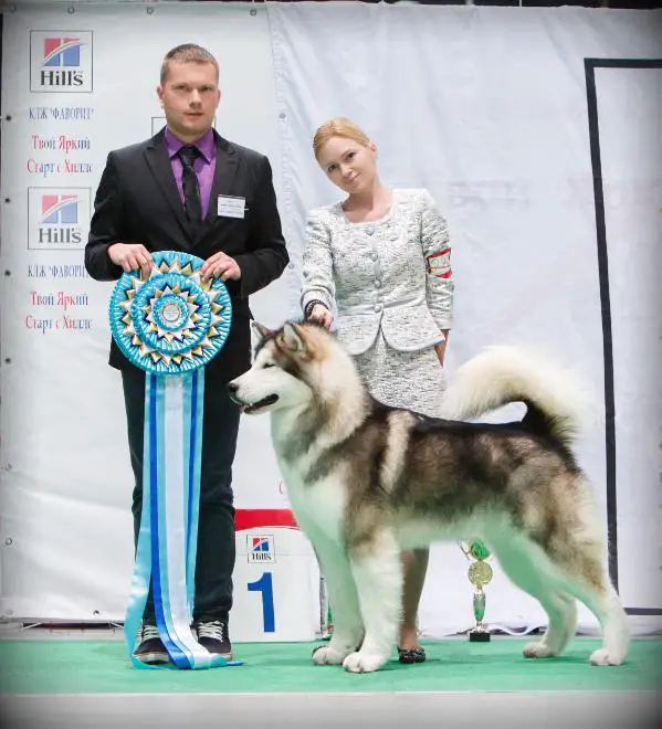 BIS BISS GCH RUS CH AKC FIN Alaskan Legend Show Must Go On