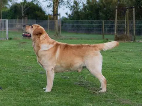 Dancing Dreamweaver v.d Weeward