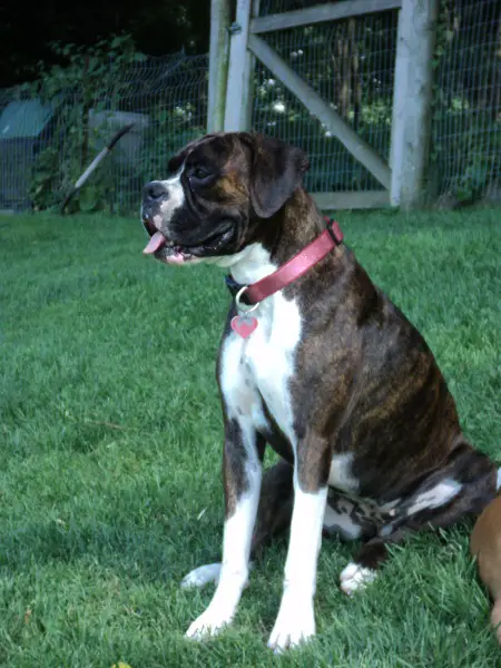 Biancales Beverly Hillbilly Ellie (USA)