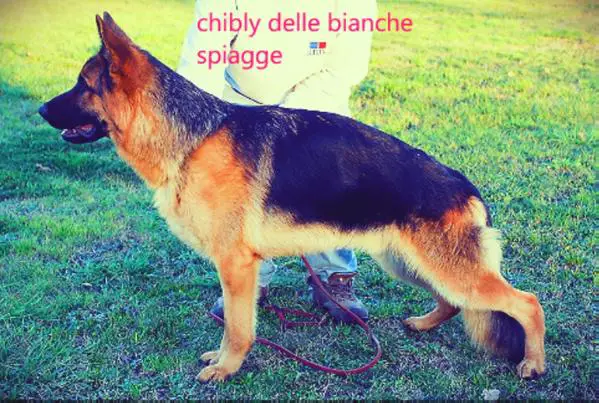 chibly delle bianche spiagge