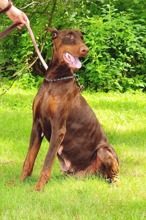 None Kimbertals' Rowdie Ruby Rojo Superior Dobermans