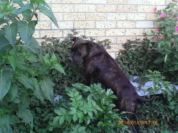 Coopamstaff The Last Princes