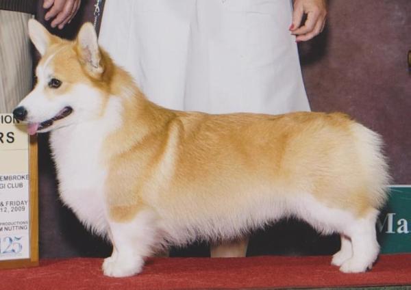 CH Moosehill's Holiday Hustle