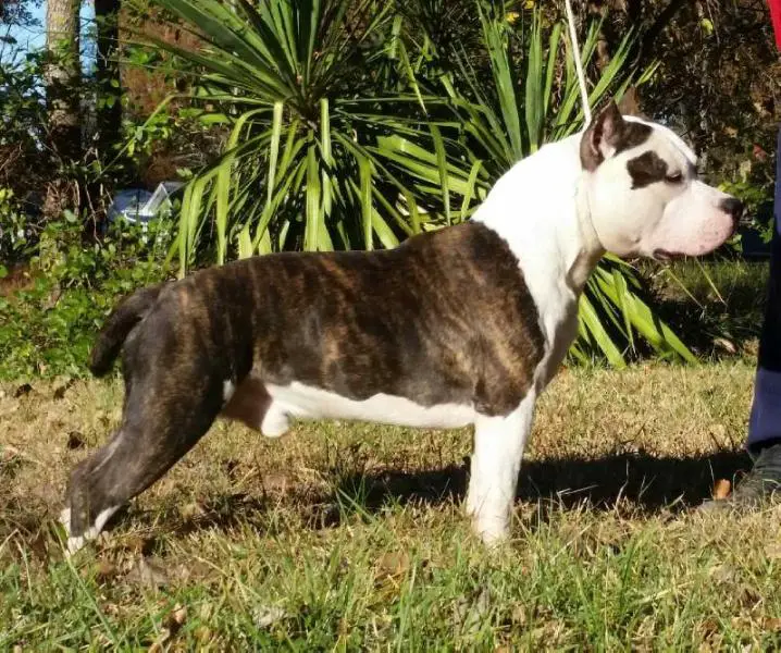 CH Cicero's School Of Hard Knocks