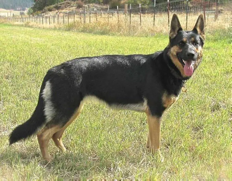 Ysabel von Sonnenberg